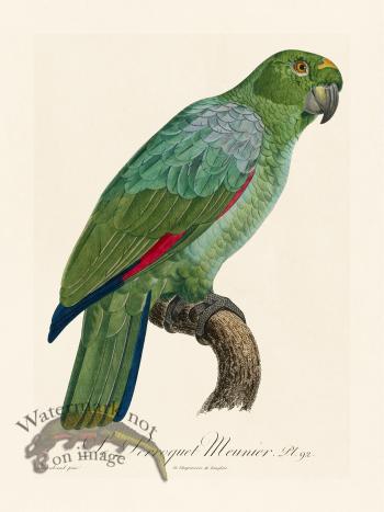 Barraband Parrot 092